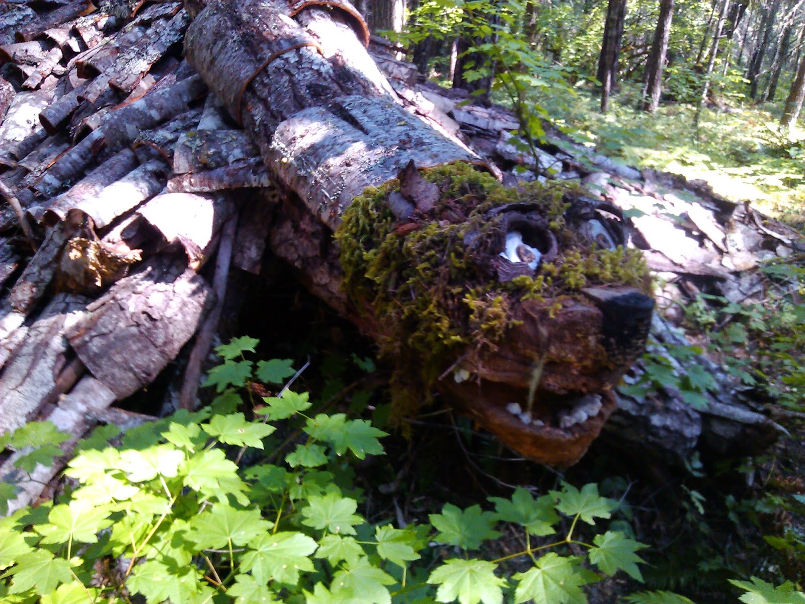 Pest Habitats Pacific Giant Ground Sloth (Megalonyx Jeffersonii)