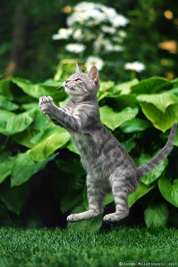 150 gambar kucing lucu dan imut termasuk anggora, persia, dan maine coon 150 gambar kucing lucu dan imut termasuk anggora, persia, dan maine coon