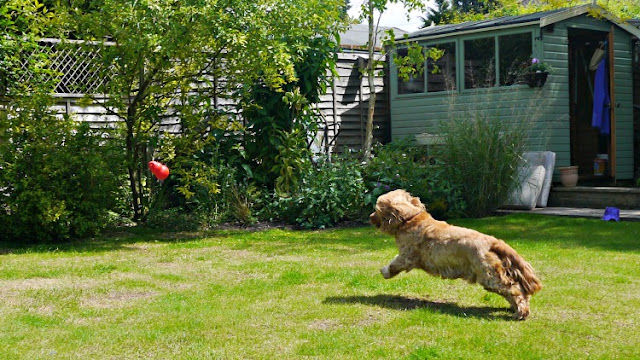 Golden Cocker Spaniel Dylan