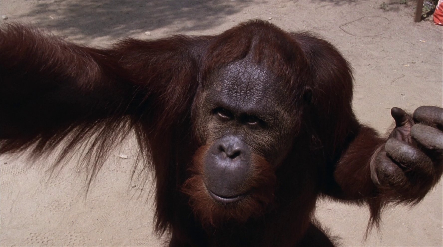 Manis the Orangutan movies list and roles (Cheers Season 11, Cheers