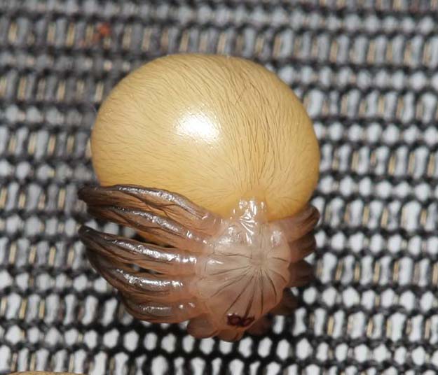 No Princípio era o Ovo Au Commencement était l'Œuf Egg with Legs