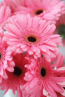 gerbera-de-petalos-rosa