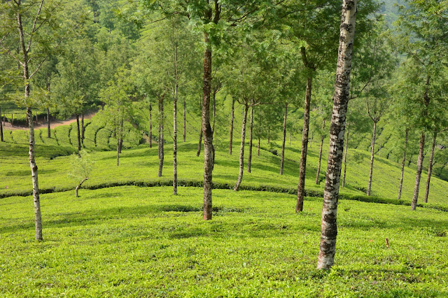 Randonnée dans les plantations de thé à Munnar