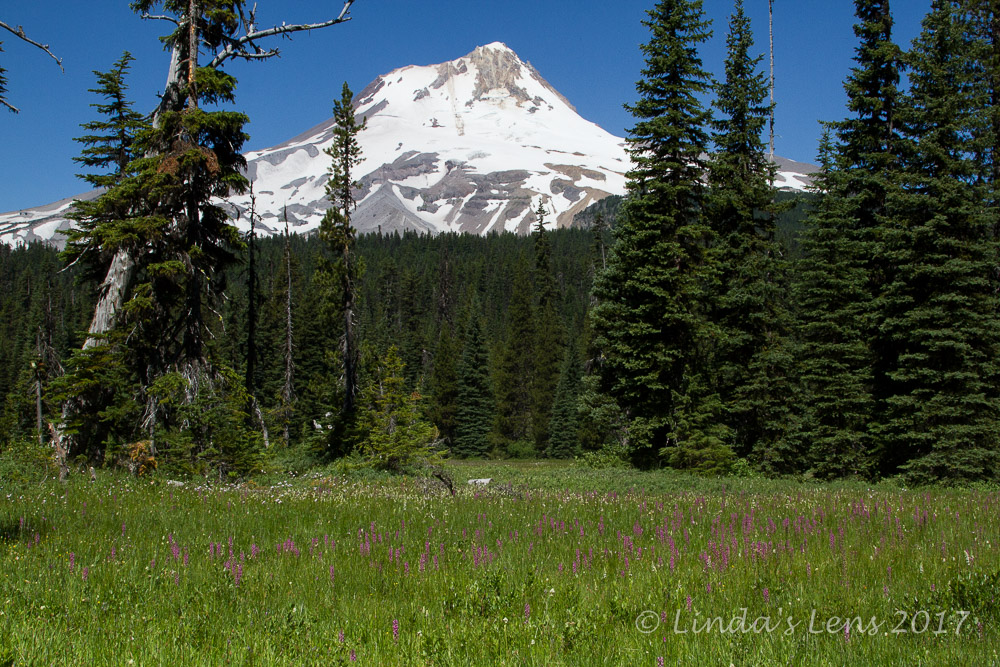 Linda's Lens Elk Meadows