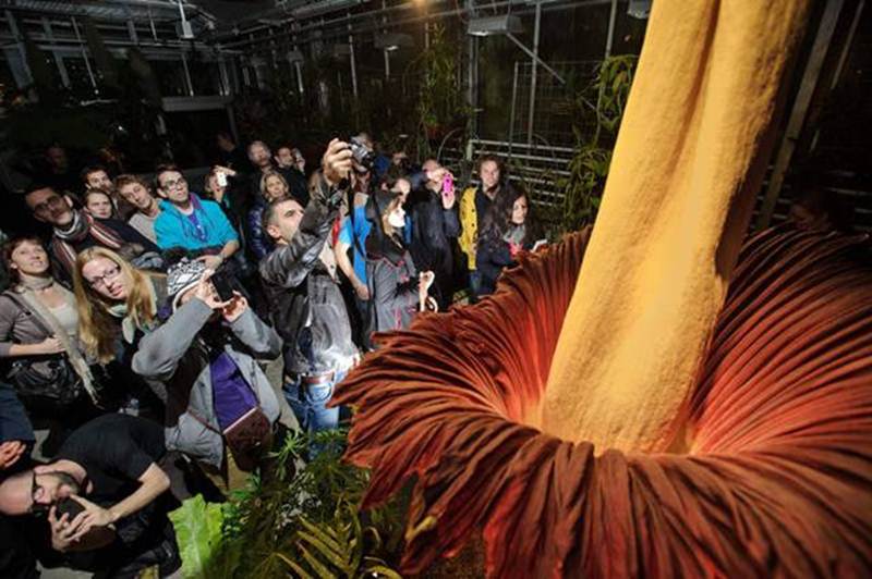 Get FuN Here World's Biggest Flower Blooms in Switzerland