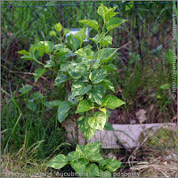 Syringa vulgaris 'Aucubifolia' habit - Lilak pospolity 'Aucubifolia' pokrój