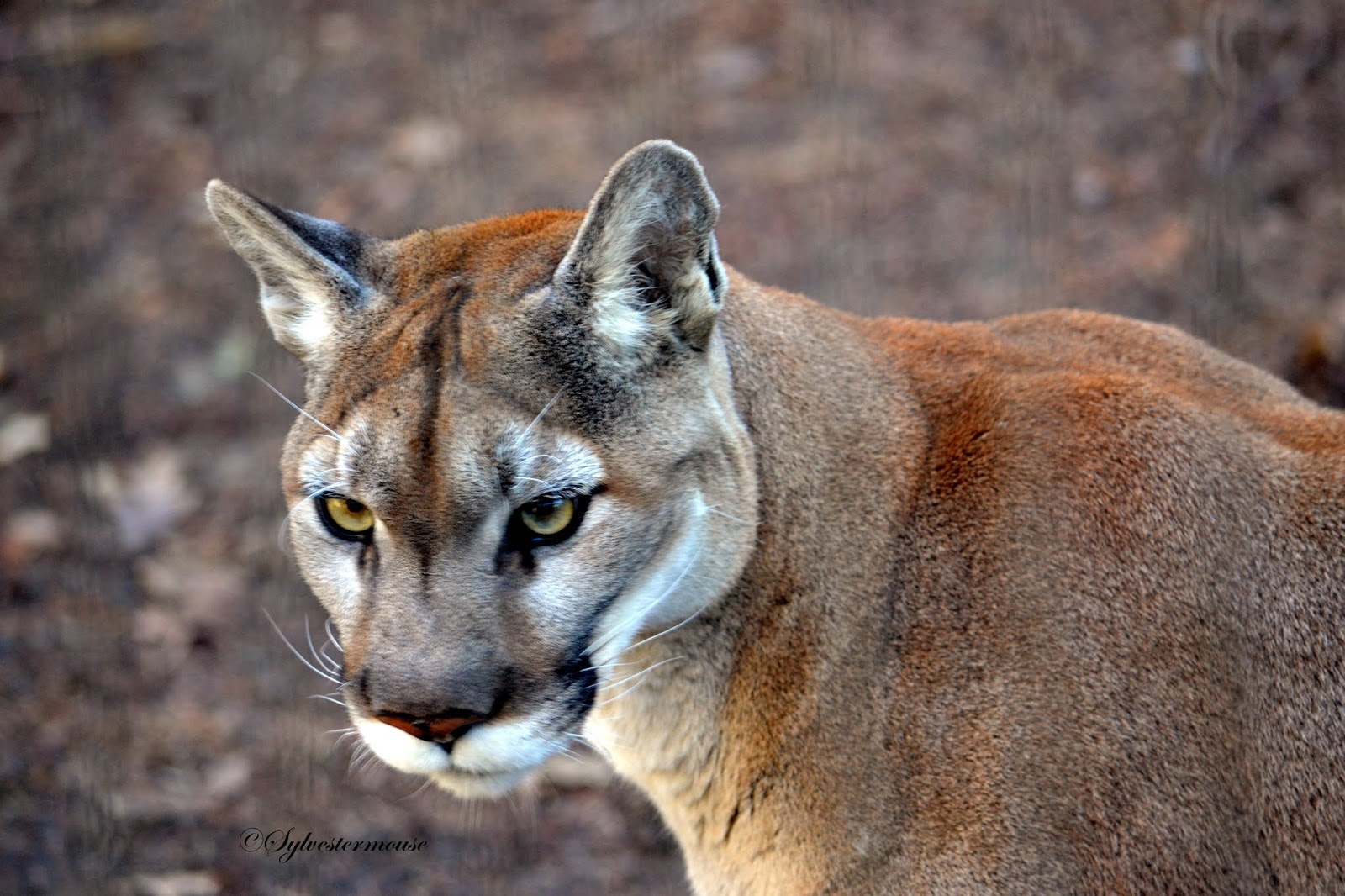 As ugly slim Amazing Wild Animals: Cougar, Puma, Mountain Lion, Wild Cat