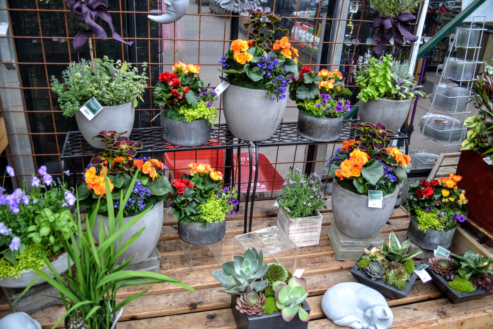 The Outlaw Gardener Summer At Swanson S Nursery