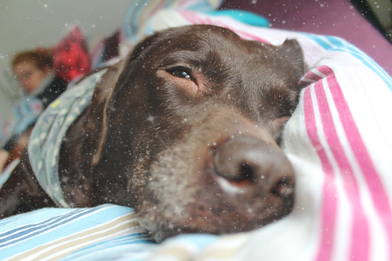 treogtyve Hunde billeder