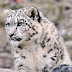 صور رائعة للنمر الثلجي Snow leopard