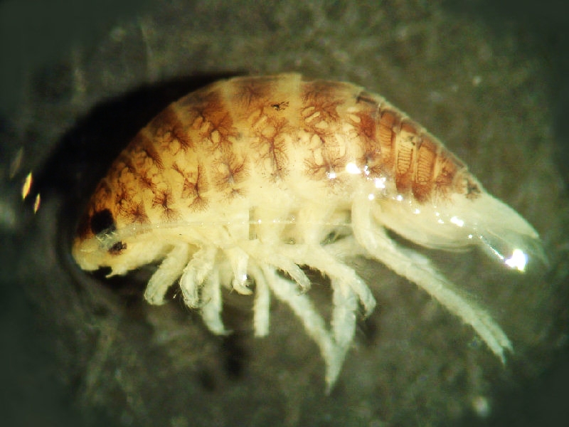 Caderno de biologia.: As melhores mães na natureza.