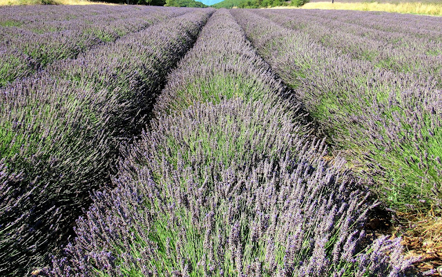 Campos de lavanda en La Provenza (Francia)