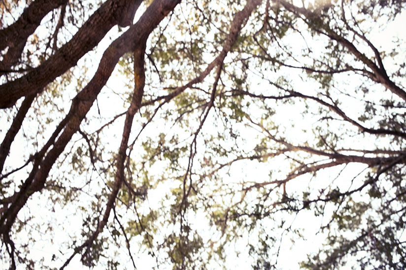 Looking up at the trees and the dreams ahead Trees in the late Florida fall