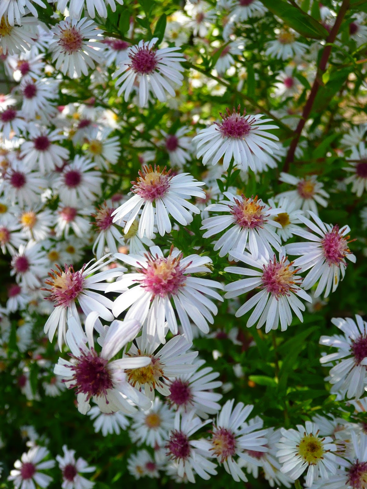 aster fille