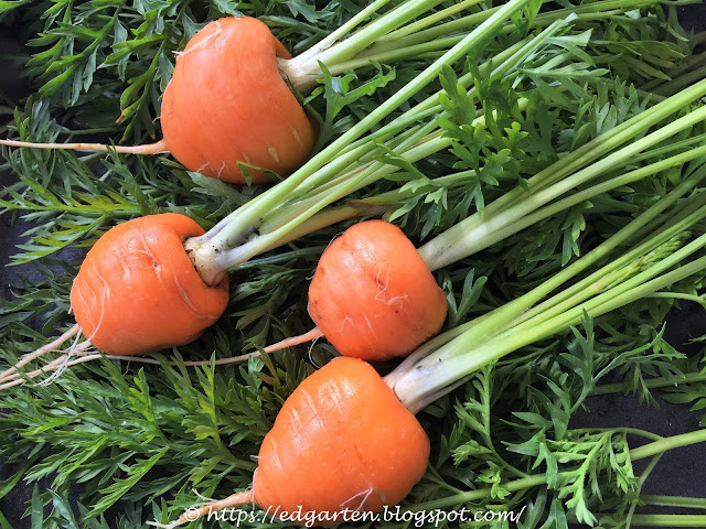 Karotten und Zwiebeln sind gute Gemüsefreunde