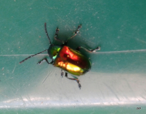 The Heartwood Woodlot: The Dogbane Beetle