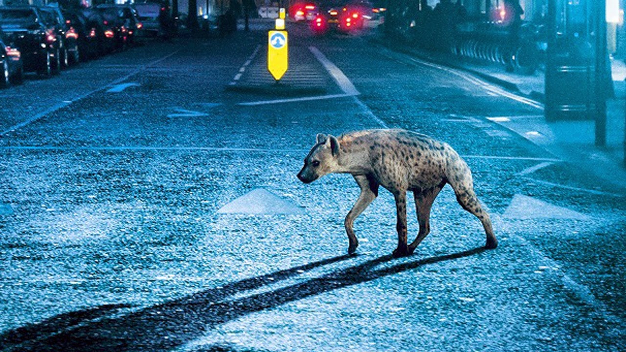 Hyena (2015) Movie Trailer And Poster - Teasers-Trailers