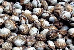 Mengenal Kerang Hijau Penyuluh