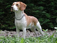 Alert beagle dog