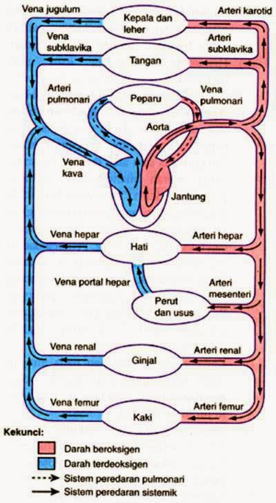 MY INSPIRATION: ANATOMI DAN FISIOLOGI PEMBULUH DARAH