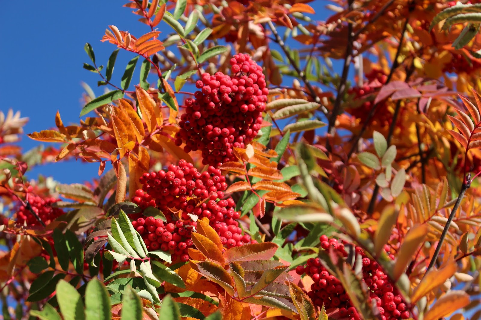 Beck Bulletin The Mountain Ash