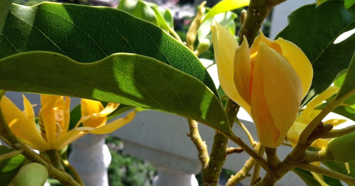 Of Everything Nice...: The Sweet Fragrance of the Sonchafa / Champa Flower