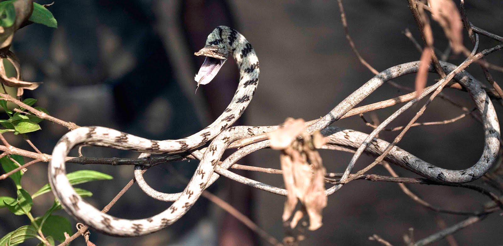 goa wildwatch The Brown Vine snake (Ahaetulla pulverulenta)