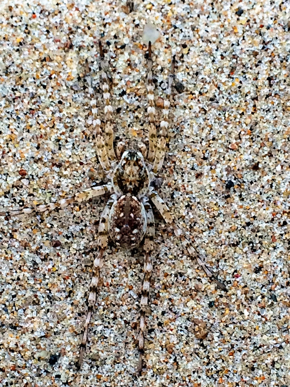 beach spider