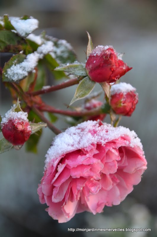 bottines roses poudrées
