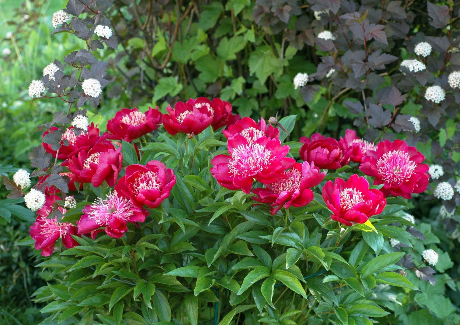 Пион древовидный эмбелиш инк. Сколько растут пионы. Пионы растут. Сколько растут пионы. Сколько растут пионы.