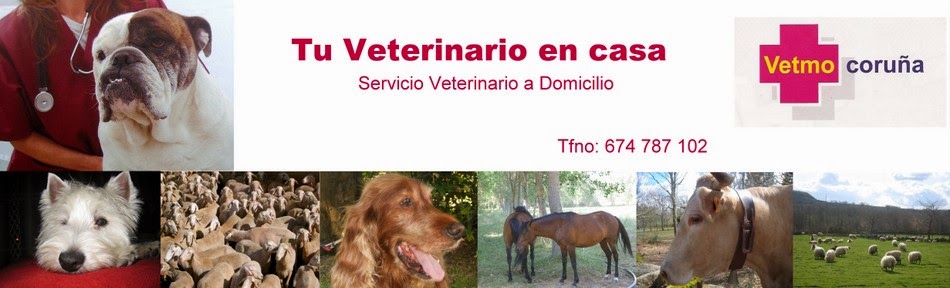 Tu Veterinario en Casa / Veterinario a Domicilio