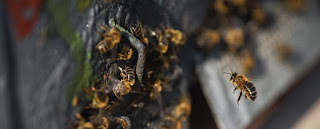Insecticidas usados en Europa suponen mayor riesgo para las abejas