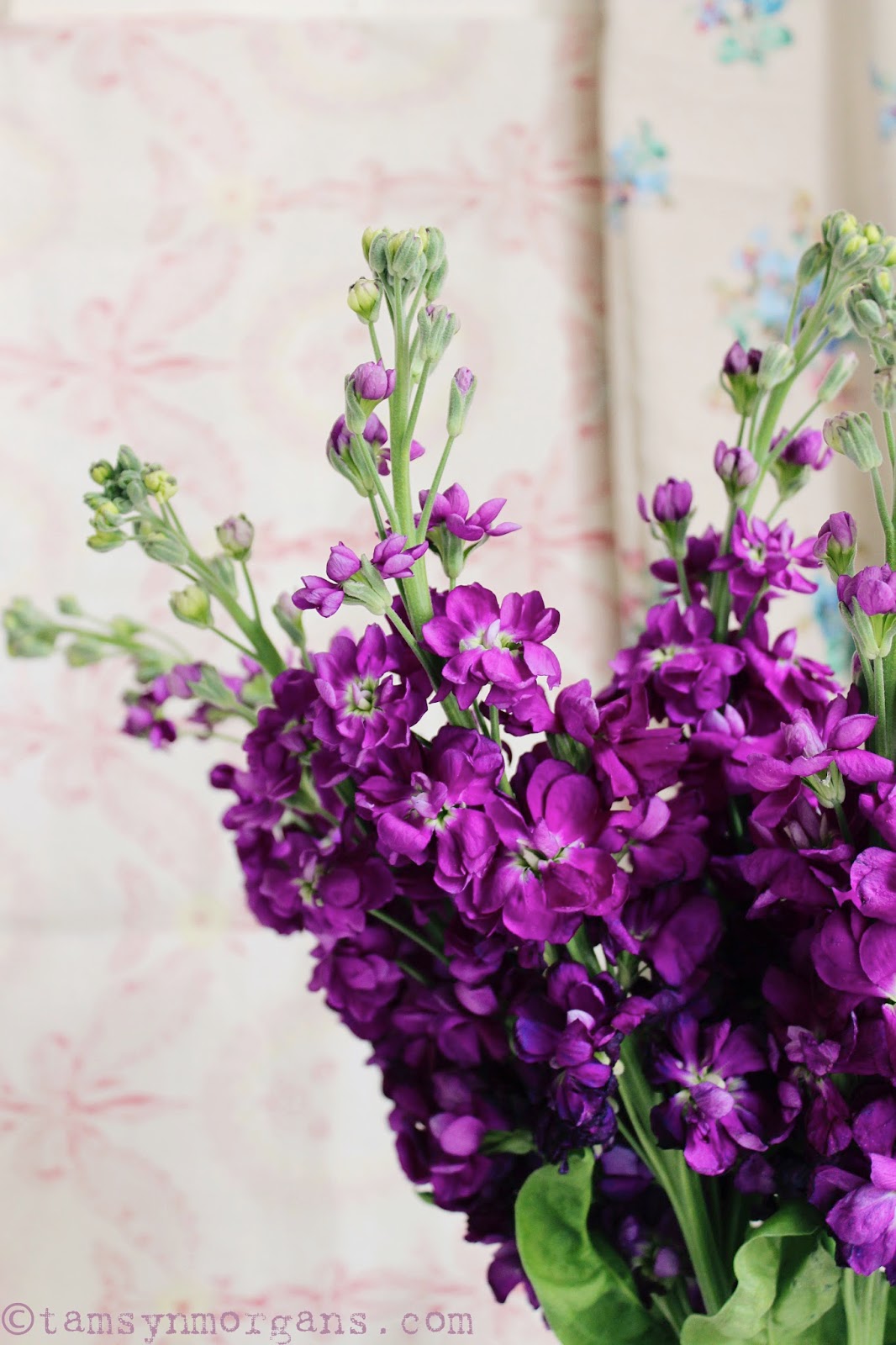 Purple Stocks The Villa on Mount Pleasant