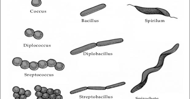 Gambar Contoh Bentuk Bakteri dan Penjelasannya - Asalasah