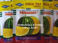 semangka kuning, semangka primadona, bisi, cap kapal terbang,budidaya semangka, menanam semangka, buah semangka, jual benih semangka, lmga agro