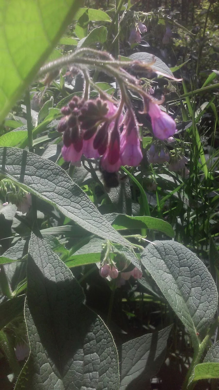 Johann S Garden 2017