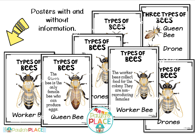 Paula's Place Teaching Resources: Life Cycles - Bees