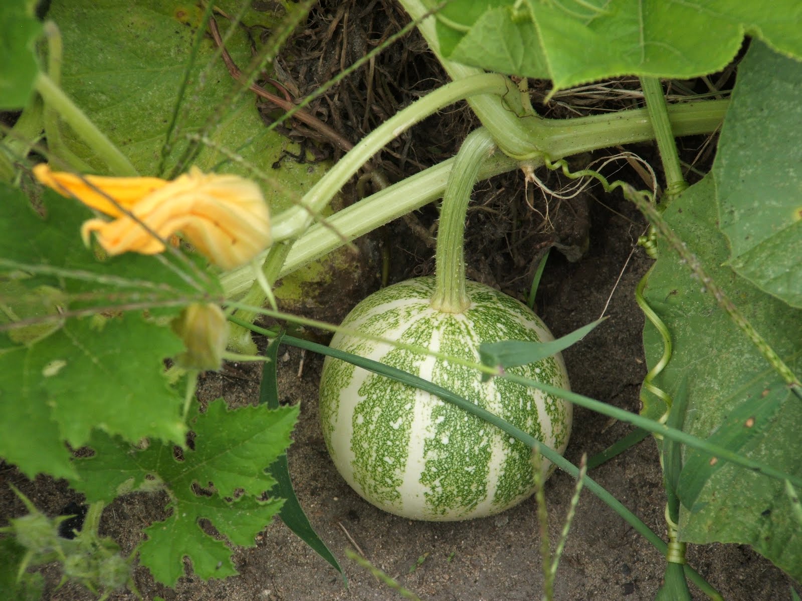 Gourdonville Growing Gourds