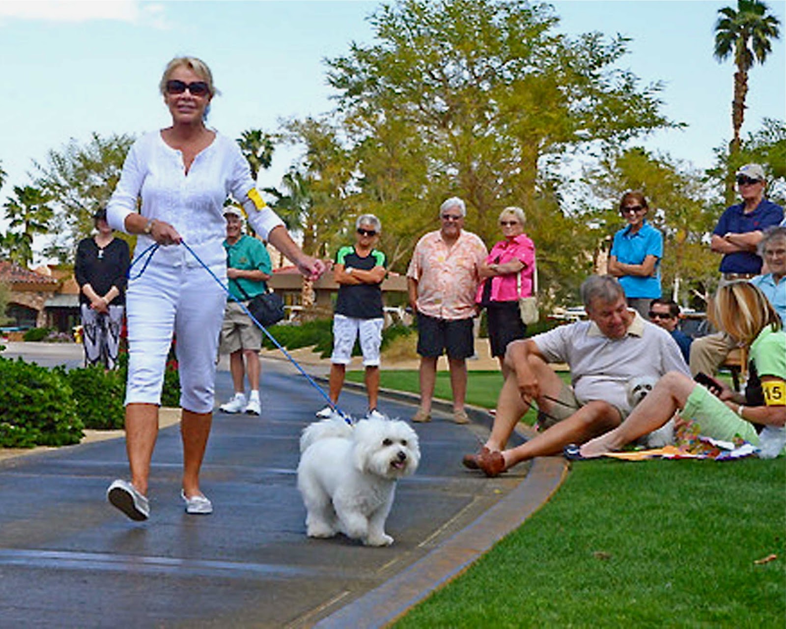 Coton de Tulear(Coton puppies) at Snowflower Cotons The Blue ribbon winner Coton de tulear at