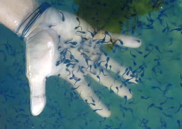 Proses penetasan telur ikan gabus Proses penetasan telur ikan gabus