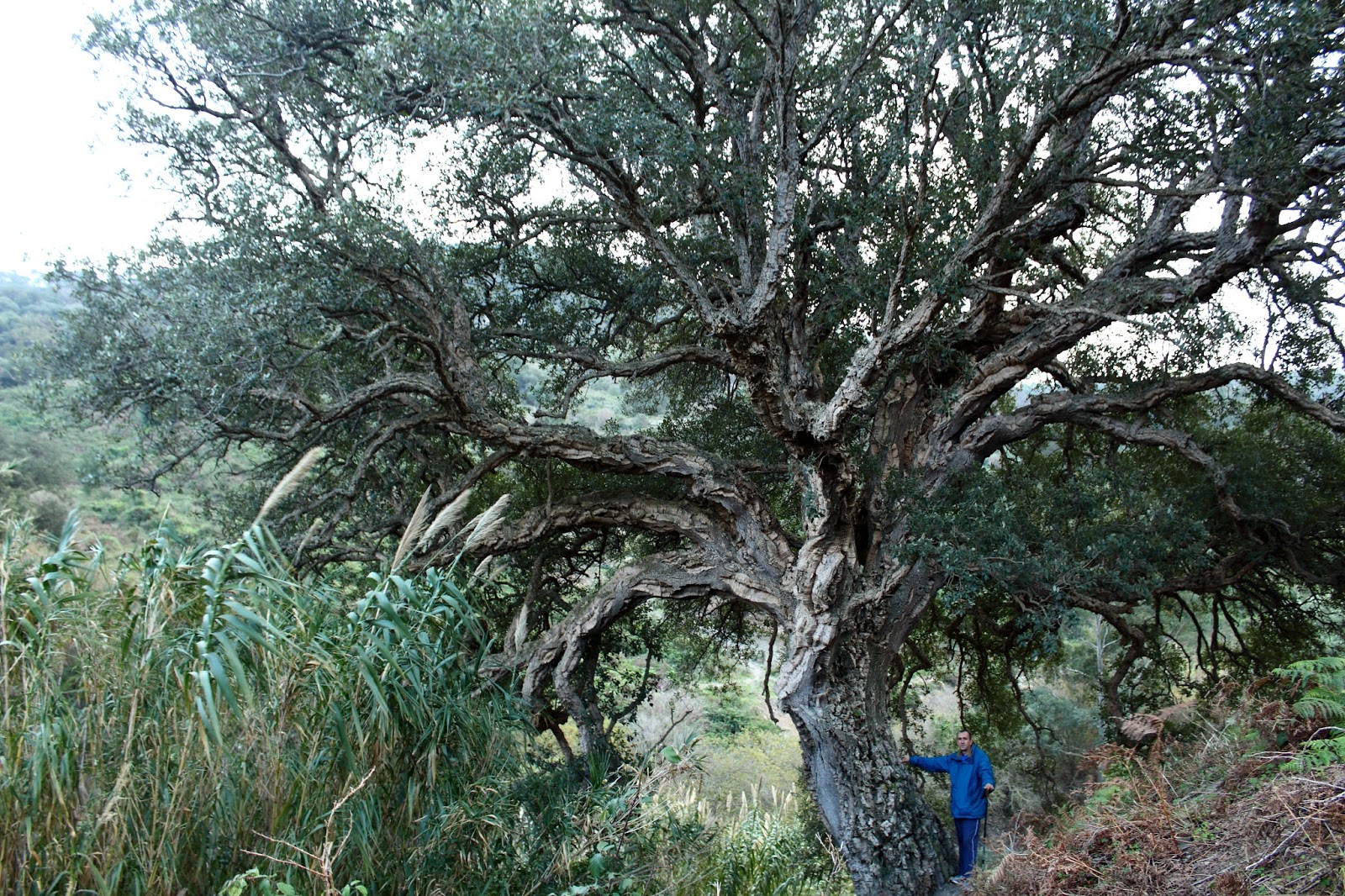 Al encuentro de los árboles singulares de Ceuta ~ EXCURSIONES Y SENDERISMO