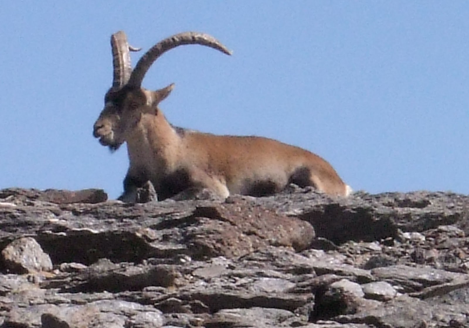 News from Sierra Nevada Guides: Wildlife in Spain’s Sierra Nevada Mountains