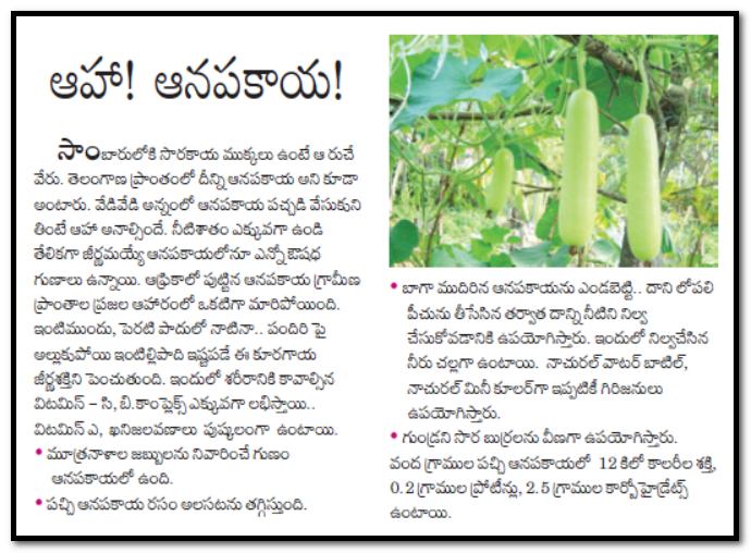 TELUGU WEB WORLD Sorakaya Anapakaya Bottle gourd Facts, Health