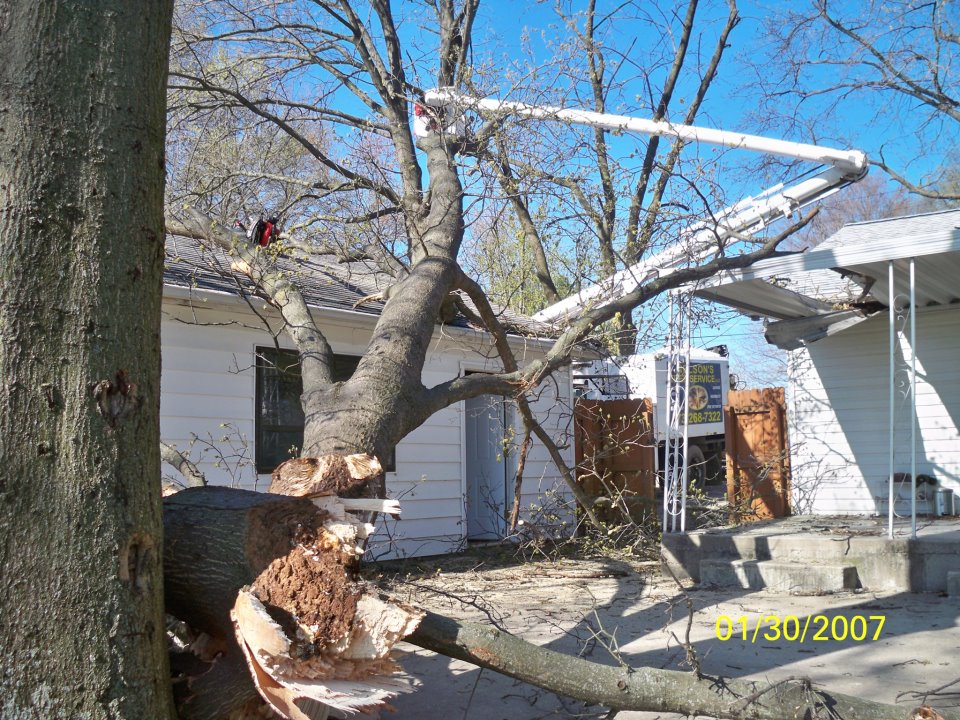 MEC&F Expert Engineers Tree limb kills 25yearold worker employed by