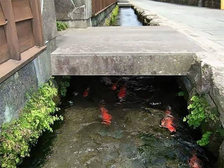 Ritebook Drainage Canal is the Home of Colorful Koi Fishes in Japan