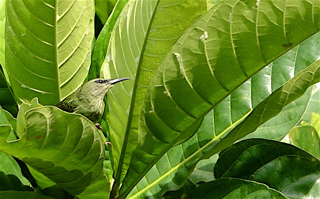 Fringillidés du Costa Rica Red-legged%2Bhoneycreeper_DSC01134