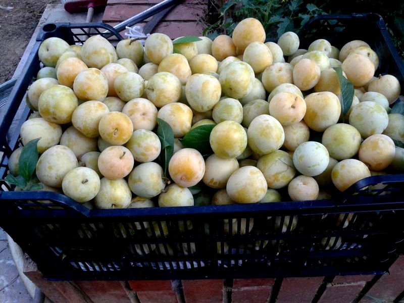 Caja llena de ciruelas amarillas.