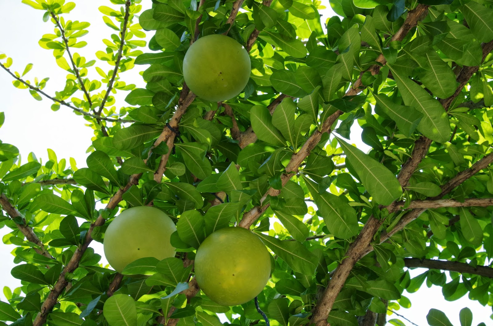 Trees and Plants Calabash Tree