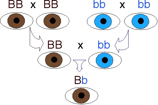 Brown and Blue Eye Traits