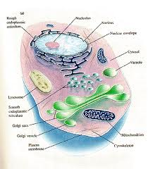 gambar Sitoplasma